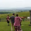 dig