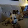 dav