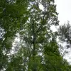 sdr