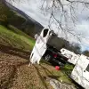 sdr