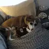 dav