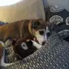 dav