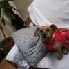 dav