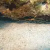 Arrow_Crab