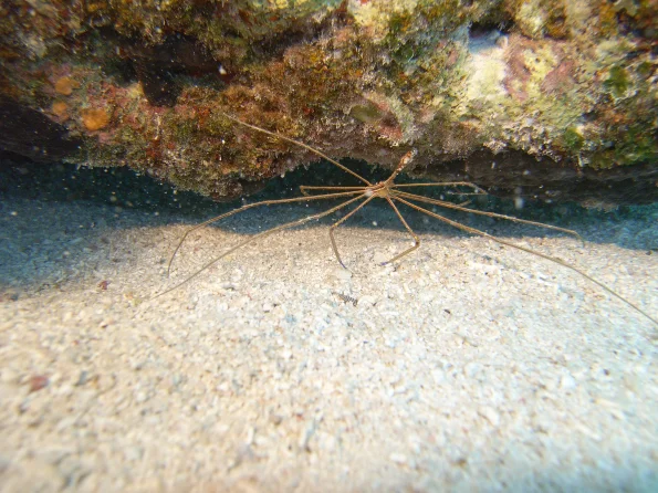 Arrow_Crab