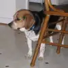 Skip