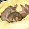 squirrelbabies_1