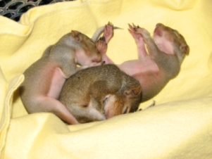 squirrelbabies