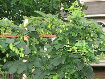 IMG_1456_small