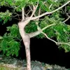 dancin-tree