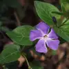 Vinca