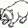 racoon