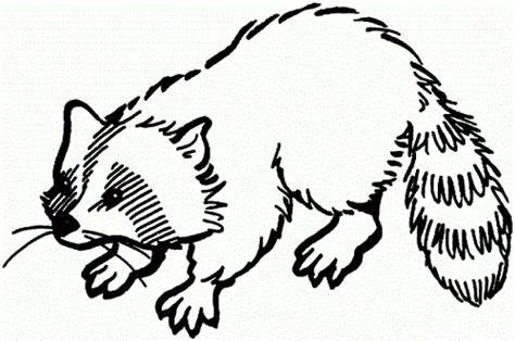 racoon