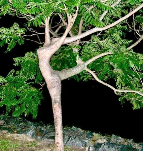 dancin-tree