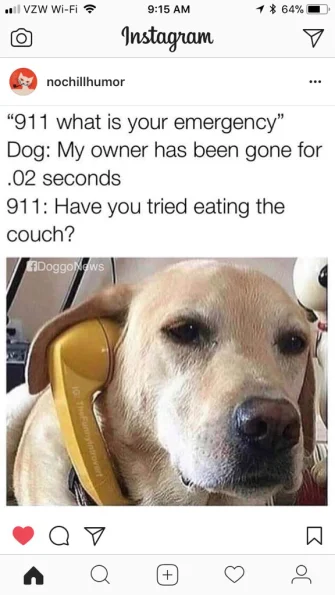 dog-911