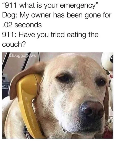 dog-911-sm