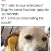 dog-911